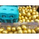 Goldei Nougat